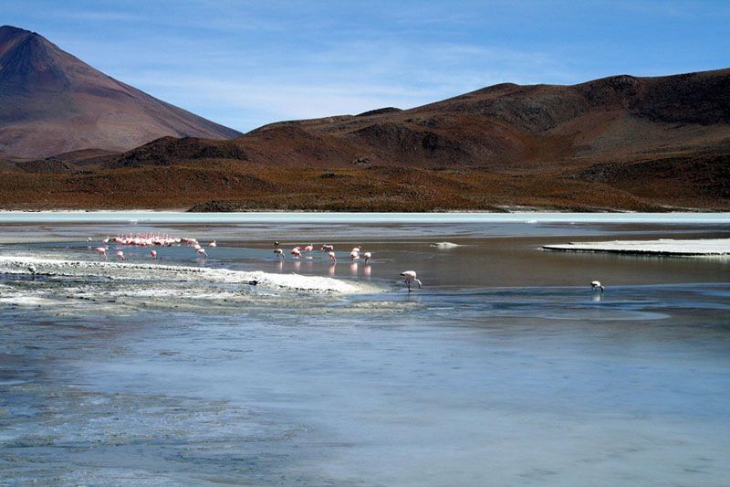 salar_flamingos.jpg