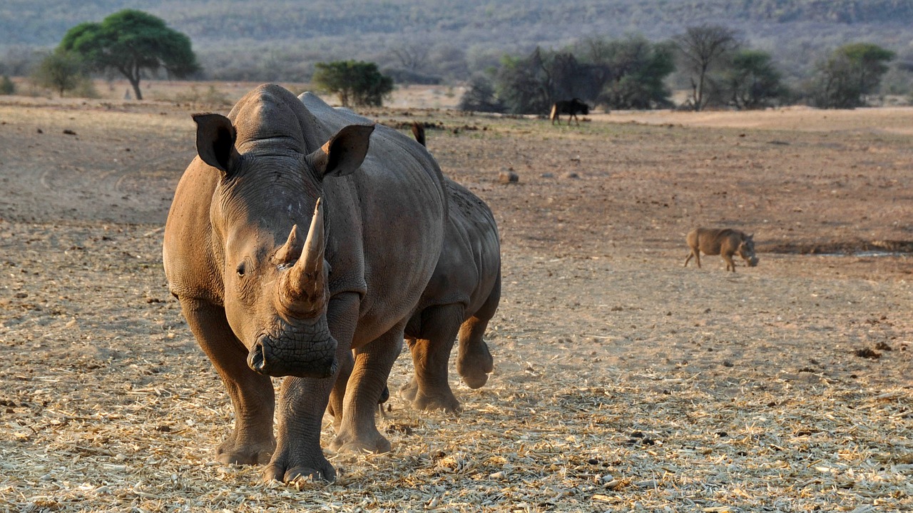 WILDLIFE SAFARI.----,  