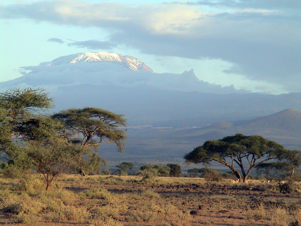 Саванной восточной африки. Саванна Килиманджаро. Танзания Килиманджаро. Национальный парк Килиманджаро. Килиманджаро национальный парк Серенгети.