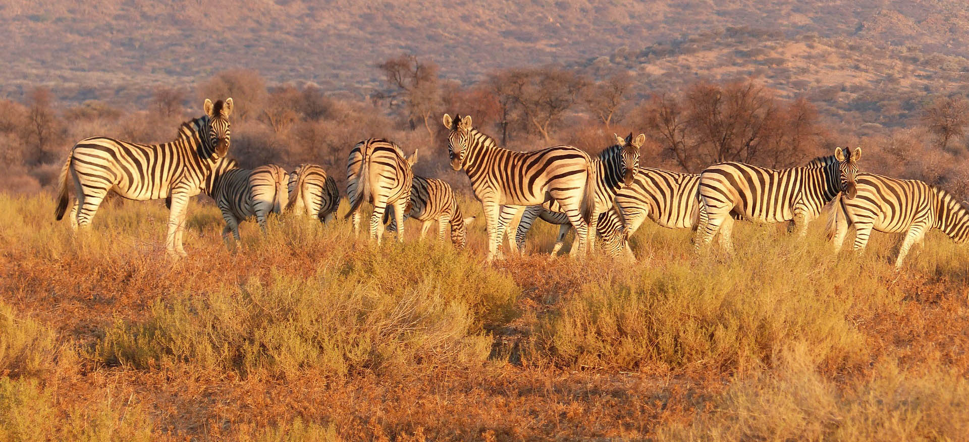 WILDLIFE SAFARI.----,  